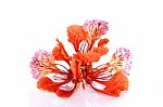 Red Peacock Flower Isolated On The White Background Stock Photo