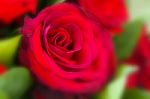 Red Rose Stock Photo