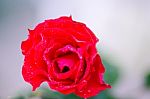 
Red Rose Stock Photo