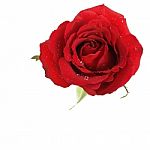 Red Rose Stock Photo