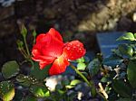 Red Rose With Dew Drops Stock Photo