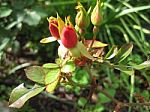 Red Rosebuds In Sunlight Stock Photo