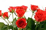 Red Roses Stock Photo