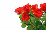 Red Roses Stock Photo