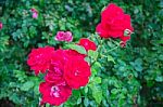 Red Roses Bush In The Garden Stock Photo