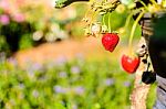 Red Strawberry Garden In Pot Stock Photo