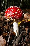 Red Toadstool Stock Photo