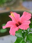 Red Tropical Hibiscus In Bloom Stock Photo