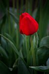 Red Tulip Stock Photo