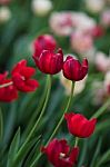 Red Tulip Stock Photo