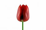 Red Tulip Stock Photo