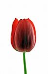 Red Tulip Stock Photo