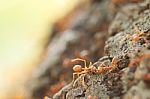 Red Weaver Ants Help Together Stock Photo