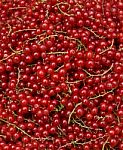 Redcurrant Stock Photo