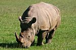 Rhinoceros Stock Photo