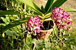 Rhynchostylis Gigantea Orchid Flowers Stock Photo