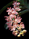 Rhynchostylis Gigantea Var Orange Stock Photo