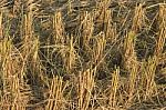 Rice Field After Harvest Stock Photo