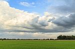 Rice Field With Sky Stock Photo