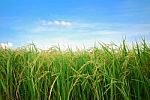 Rice Plantation Stock Photo