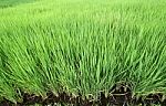 Rice Seedlings In The Rice Farm Stock Photo