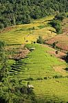 Rice Terrace Stock Photo