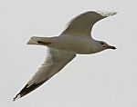 Ring-billed Gull In Flight Stock Photo