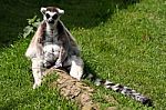 Ring-tailed Lemur Stock Photo