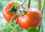 Ripe Tomatoes Growing Closeup Stock Photo