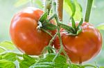 Ripe Tomatoes Growing Closeup Stock Photo