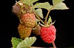 Ripening Raspberries Stock Photo