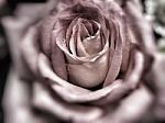 Rose Flower Background With Blur Style Stock Photo