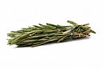 Rosemary Stock Photo