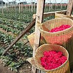 Roses Harvest, Plantation In Tumbaco, Cayambe, Ecuador, South Am Stock Photo