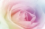 Roses In Soft Pastel Tone Stock Photo