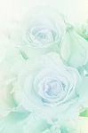 Roses In Soft Pastel Tone Stock Photo