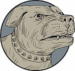 Rottweiler Guard Dog Head Aggressive Drawing Stock Photo