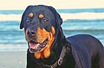 Rottweiler On The Beach Stock Photo