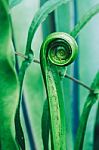 Round Roll Green Plant Wallpaper Stock Photo