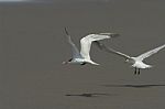 Royal Tern Stock Photo