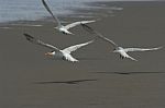 Royal Tern Stock Photo