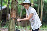 Rubber Tapping Stock Photo