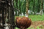 Rubber Tapping Stock Photo