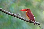 Ruddy Kingfisher Stock Photo