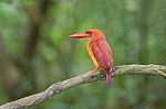 Ruddy Kingfisher Stock Photo