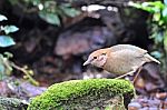 Rusty-naped Pitta Stock Photo