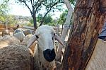 Sacrificial Sheep For Festival Of Sacrifices In Muslim Countries Stock Photo