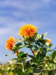 Safflower Stock Photo