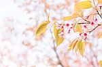 Sakura Flowers Blooming Blossom In Chiang Mai, Thailand Stock Photo