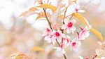 Sakura Flowers Blooming Blossom In Chiang Mai, Thailand Stock Photo